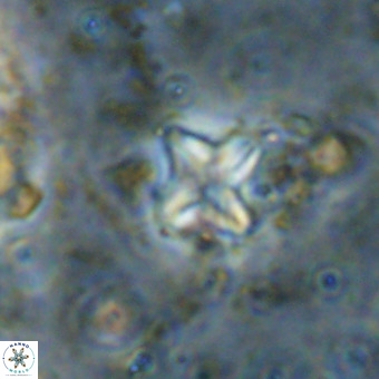 Micula vekshinae VR 21799