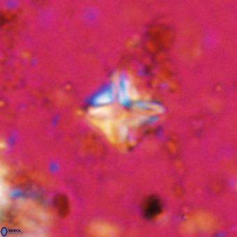 Micula vekshinae VR 21790