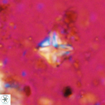 Micula vekshinae VR 21790