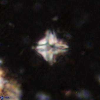 Micula vekshinae VR 21791