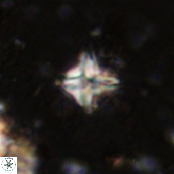 Micula vekshinae VR 21791
