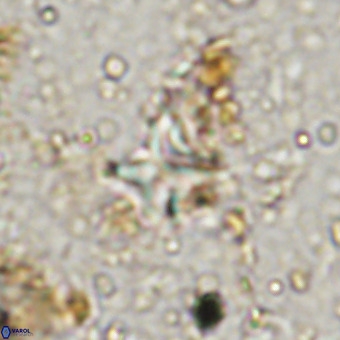 Micula vekshinae VR 21792