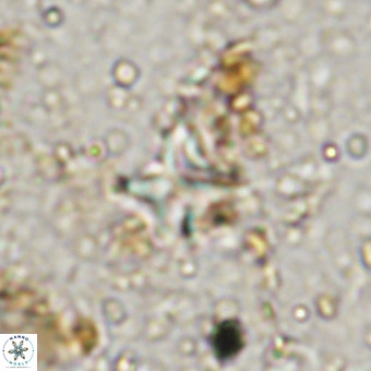 Micula vekshinae VR 21792