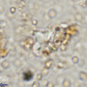 Micula vekshinae VR 21793