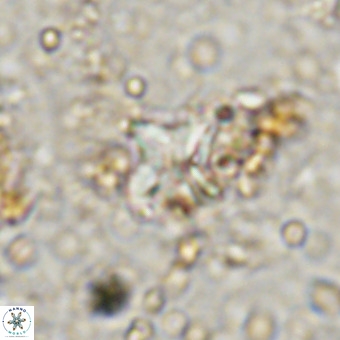 Micula vekshinae VR 21793