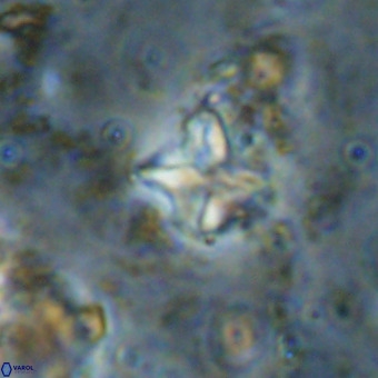 Micula vekshinae VR 21801