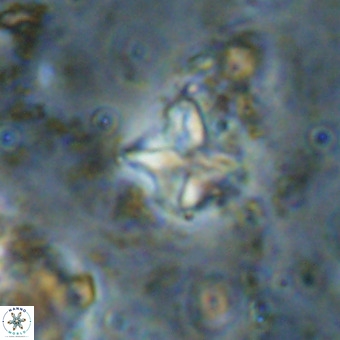 Micula vekshinae VR 21801