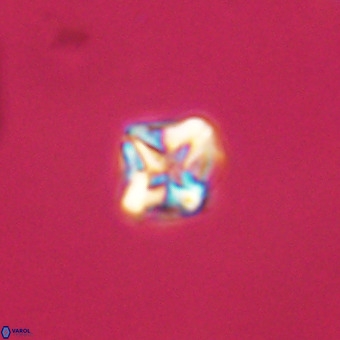 Micula vekshinae VR 22194