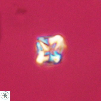 Micula vekshinae VR 22194