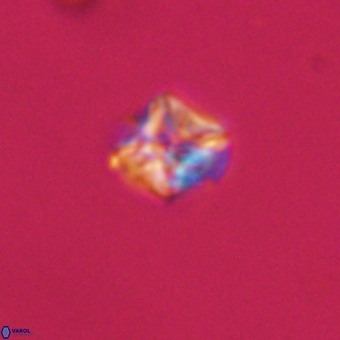 Micula vekshinae VR 22195