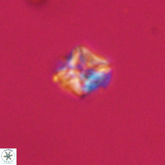 Micula vekshinae VR 22195