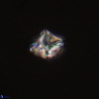 Micula vekshinae VR 22196
