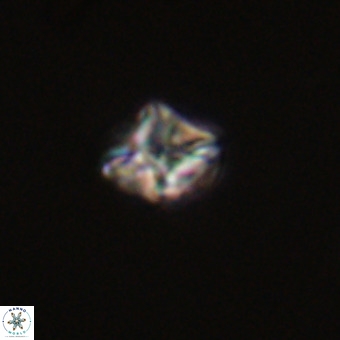 Micula vekshinae VR 22196
