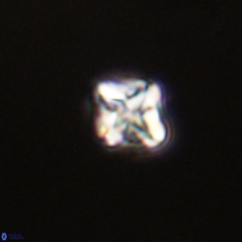 Micula vekshinae VR 22197