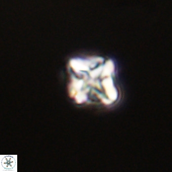 Micula vekshinae VR 22197