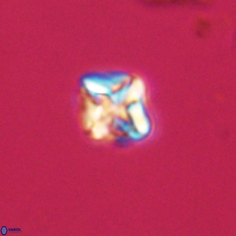 Micula vekshinae VR 22198