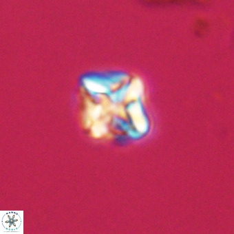 Micula vekshinae VR 22198