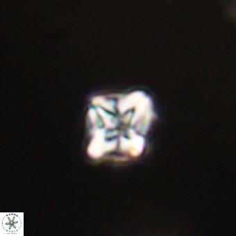 Micula vekshinae VR 22192