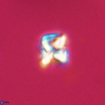Micula vekshinae VR 22204