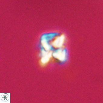 Micula vekshinae VR 22204
