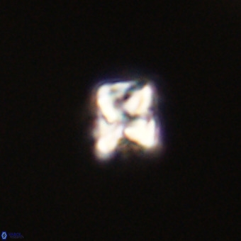 Micula vekshinae VR 22205