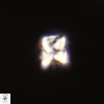 Micula vekshinae VR 22205