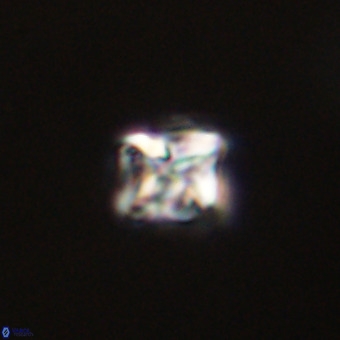 Micula vekshinae VR 22206