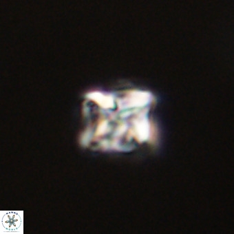 Micula vekshinae VR 22206