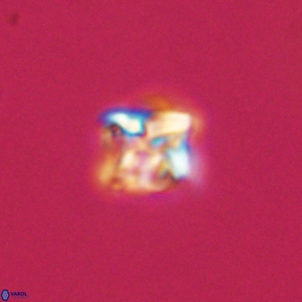 Micula vekshinae VR 22207