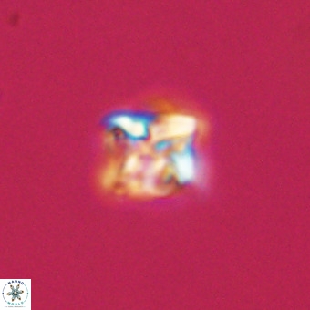 Micula vekshinae VR 22207