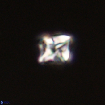 Micula vekshinae VR 22208