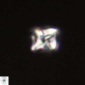 Micula vekshinae VR 22208