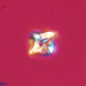 Micula vekshinae VR 22209