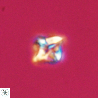 Micula vekshinae VR 22209