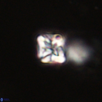 Micula vekshinae VR 22200