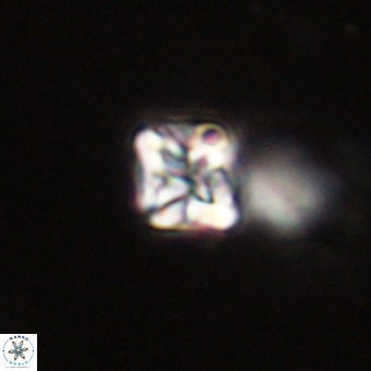 Micula vekshinae VR 22200