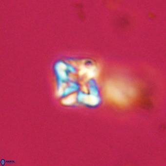Micula vekshinae VR 22201