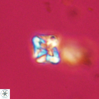 Micula vekshinae VR 22201