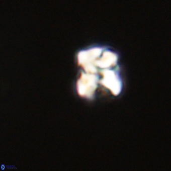 Micula vekshinae VR 22202