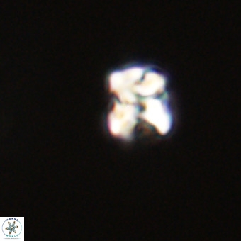 Micula vekshinae VR 22202
