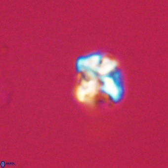 Micula vekshinae VR 22203