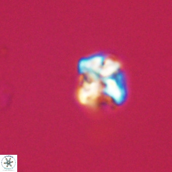 Micula vekshinae VR 22203