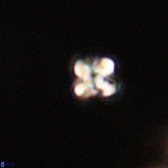 Micula vekshinae VR 22214
