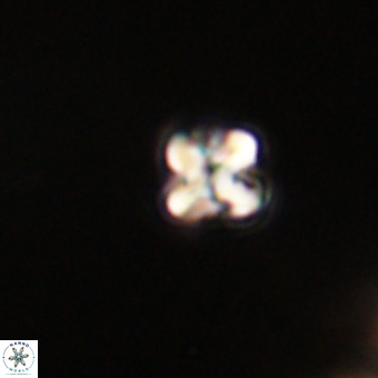 Micula vekshinae VR 22214