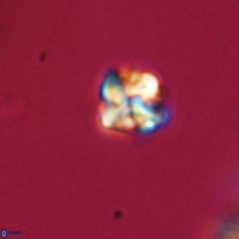 Micula vekshinae VR 22215