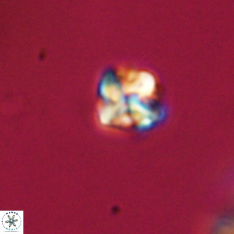 Micula vekshinae VR 22215