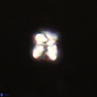 Micula vekshinae VR 22210