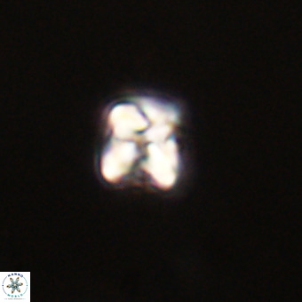 Micula vekshinae VR 22210