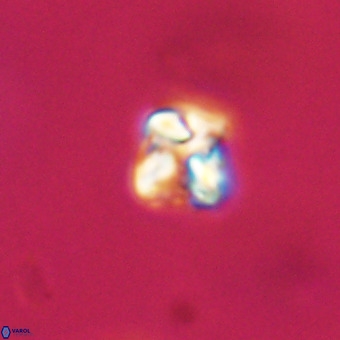Micula vekshinae VR 22211
