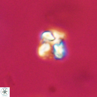 Micula vekshinae VR 22211